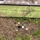 A cat was beheaded and its severed skull left in a children’s playground next to a climbing frame, sparking an investigation by the RSPCA. 