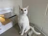 RSPCA Birmingham: Meet the cat abandoned at a market looking for forever home