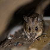 Rat droppings found at Birmingham takeaway