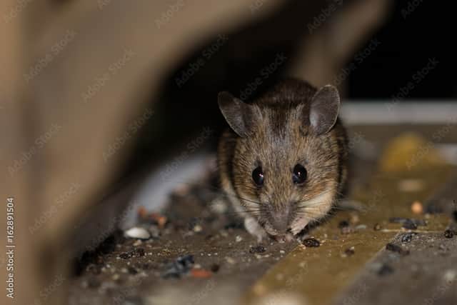 Rat droppings found at Birmingham takeaway