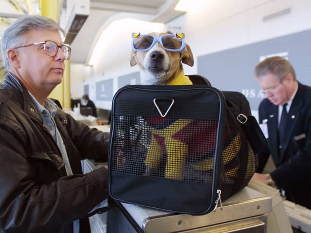 This UK airline offers first-class flights for pampered pets - but for how much? 