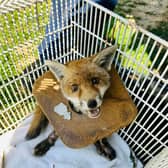 A fox cub escaped death (Photo - RSPCA / SWNS)