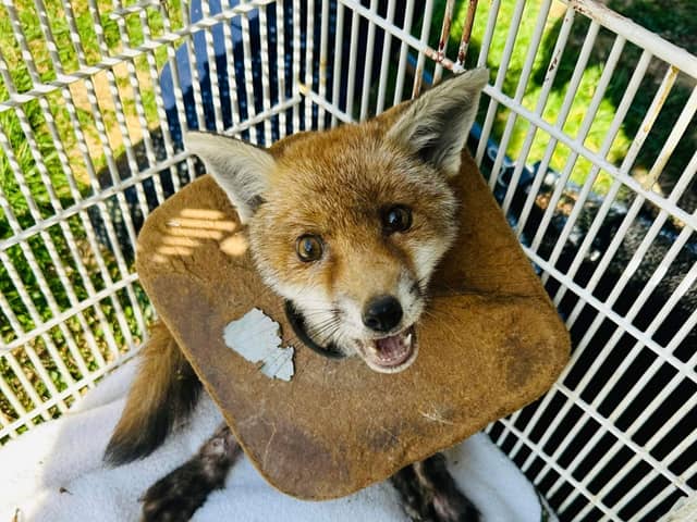 A fox cub escaped death (Photo - RSPCA / SWNS)