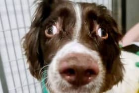 Two-year-old English Springer Spaniel Rusty, who suffered from tetanus - pictured during treatment