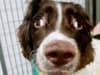 Watch: Springer spaniel makes miracle recovery from paralysis from tetanus