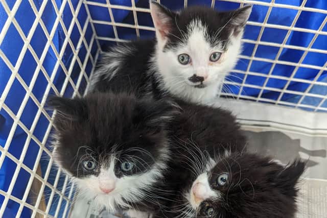 Abandoned kittens (Photo - RSPCA)