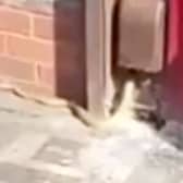 Snake filmed slithering out of a hole in a wall on Park Lane in Aston, Birmingham