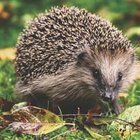 Charity issues warning about hedgehogs on Bonfire Night