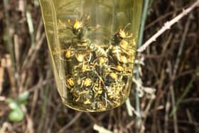 Asian hornets in the UK are on the rise