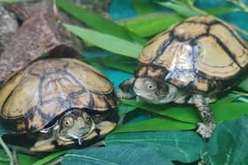 Coahuilan Box Turtles stolen from Dudley Zoo and Castle as West Midlands Police launch appeal 