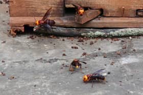 Boozy Asian hornets targeting beer gardens this summer - claims expert insect exterminator 