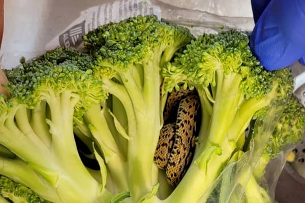 Birmingham grandad Neville Linton finds a snake in is broccoli from Aldi supermarket
