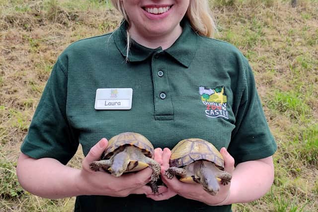 Pair of rare Coahuila Box Turtles recovered after being stolen from Dudley Zoo and dumped three miles away in a Tipton playground