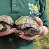 Pair of rare Coahuila Box Turtles recovered after being stolen from Dudley Zoo and dumped three miles away in a Tipton playground