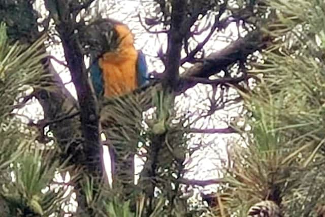 Mango the parrot up a tree. (Photo - Karen Godwin / SWNS)