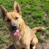 Kane is a gorgeous but complex boy, looking for a patient and understanding home to call his own. Kane came into the centre as a stray and was quite wary of new people and situations.