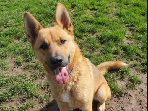 Kane is a gorgeous but complex boy, looking for a patient and understanding home to call his own. Kane came into the centre as a stray and was quite wary of new people and situations.