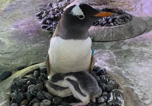 Rosie the penguin with her new arrivals Ant & Dec at National SEA LIFE Centre in Birmingham