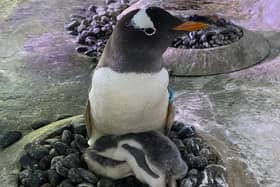 Rosie the penguin with her new arrivals Ant & Dec at National SEA LIFE Centre in Birmingham