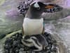 Watch: Adorable moment penguin chicks named Ant & Dec born at Sea Life Centre