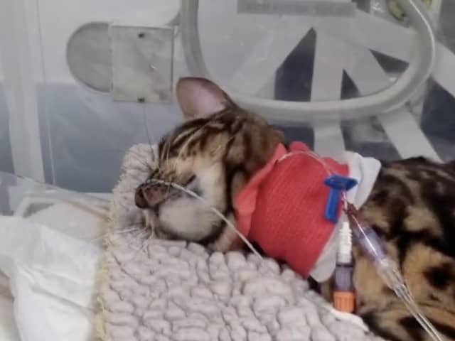 Bella the cat struck down with lily poisoning makes miracle recovery after being clinically DEAD for 26 minutes