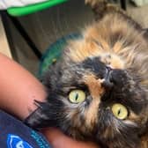 Maya a tortoiseshell cat has been homeless for 10 months at RSPCA Birmingham