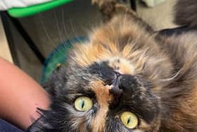 Maya a tortoiseshell cat has been homeless for 10 months at RSPCA Birmingham