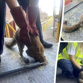 West Midlands Firefighters rescue a fox from a hole in the ground in Birmingham