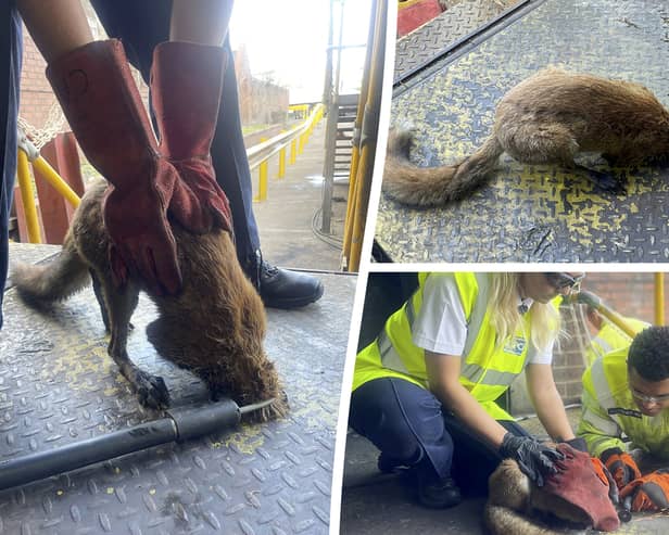 West Midlands Firefighters rescue a fox from a hole in the ground in Birmingham