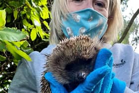 Sharon Baker from hedgehog rescue service Array4hogs in Birmingham