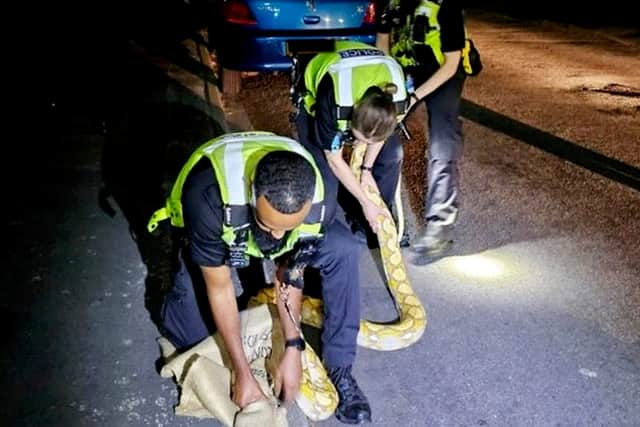 Just after 1.30am this morning (5 Sept) cops received a call from a member of the public that a 12 foot yellow python was slithering on Harwood Street, West Bromwich.  While RSPCA colleagues would usually handle this situation they were not able to attend due to the time of the call so some brave re