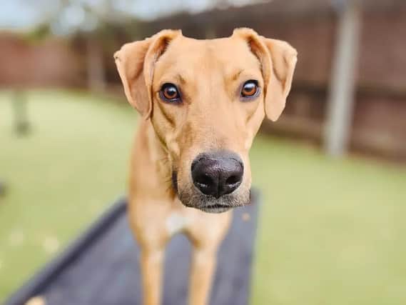 a gorgeous 6-year-old Lurcher, who has been at the centre for just under one year. He is a sensitive soul and often struggles making new friends, but once you are pals, he'll be your bestie for life! George loves his food and is making lots of progress with learning about the world and that it's not as scary as he thinks! 