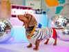 Doggy Discos to take place in Birmingham for six dog breeds - dates, tickets & more here