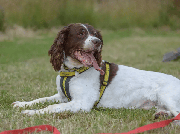 Mars is a 10-year-old English Springer Spaniel