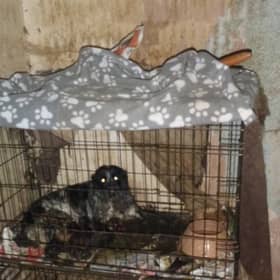 The cramped cages where 11 dogs were kept by Carl Price at Dorsett Road, Wednesbury, West Midlands