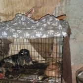 The cramped cages where 11 dogs were kept by Carl Price at Dorsett Road, Wednesbury, West Midlands