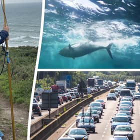 Scientists who satellite-tagged a tuna followed it up the M5 to Birmingham - after it was picked up by a tourist