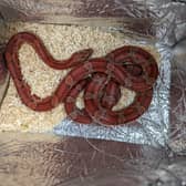 Abandoned snake in Birmingham (Photo - RSPCA)