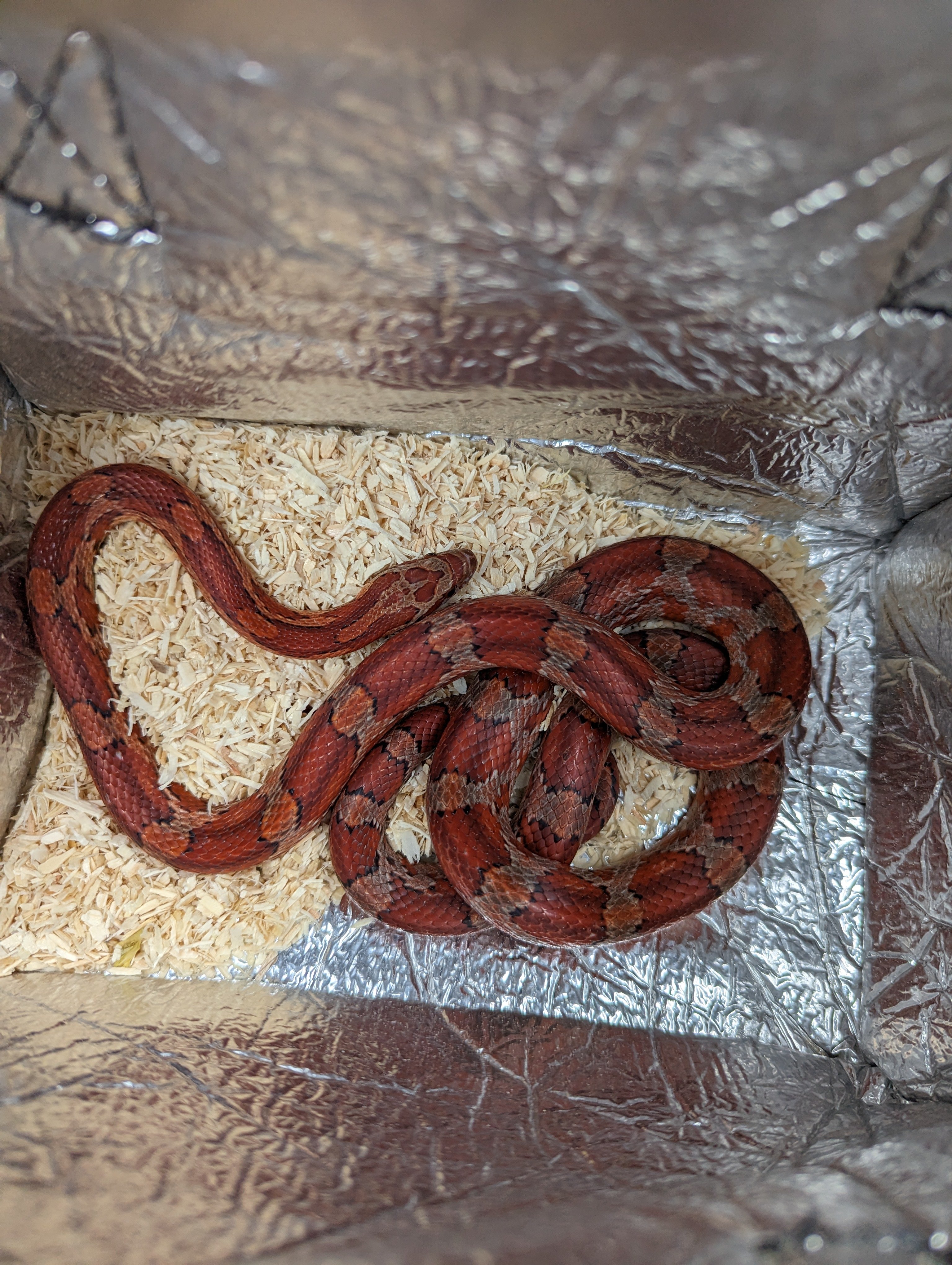 Abandoned snake discovered at a bus stop near Villa Park