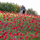 More than 2,000 poppies made from plastic bottles have been planted on a Black Country roadside for Remembrance Day 2023
