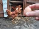Chickens at Balsall Heath City Farm