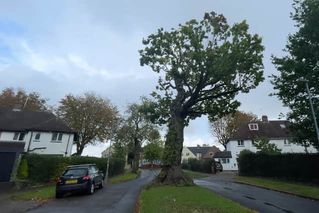 The tree in Austin Village which is said to have been included in the Domesday book