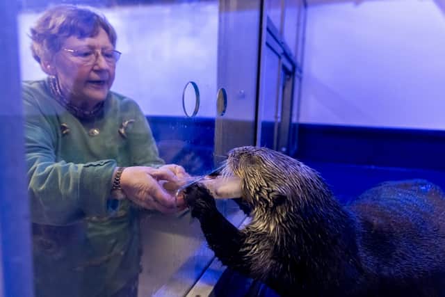 World's biggest otter fan Mary Heathcote meets Ozzy the Otter in Birmingham