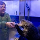 World's biggest otter fan Mary Heathcote meets Ozzy the Otter in Birmingham