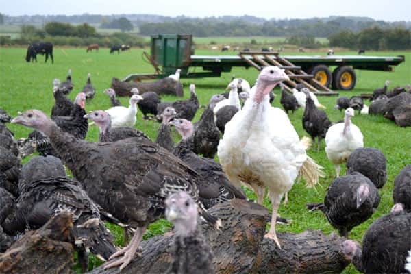 Turkeys at Wigginton Farm in Tamworth