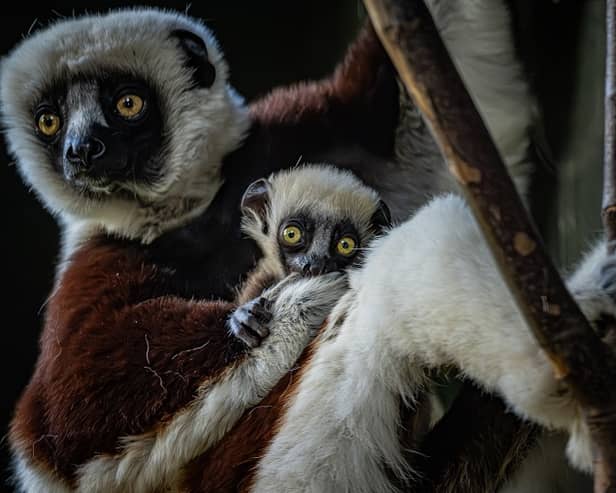 The critically endangered dancing lemur born at Chester Zoo Picture: Chester Zoo / SWNS
