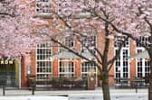 CherryBlossoms in BrindleyPlace, 2023
