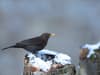 RSPB: Three ways to 'throw garden birds a lifeline' during the winter cold snap