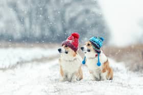 Walking your dog in the cold weather advice