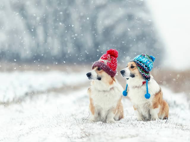Walking your dog in the cold weather advice